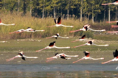 Ατελείωτη και περήφανη παρέλαση φλαμίνγκο: Περισσότερα από 6.000 έφτασαν στη Λίμνη Κερκίνη