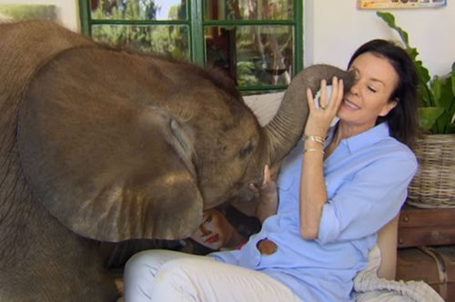 Μωρό ελεφαντάκι γίνεται το κατοικίδιο της γυναίκας που το έσωσε. «Κουρνιάζει» μαζί της στον καναπέ