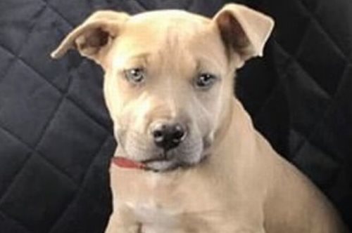 Ο γενναίος Δίας: Πιτ μπουλ θυσιάστηκε για να προστατεύσει τα παιδιά της οικογένειας από φίδι