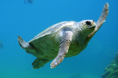 Η θλιβερή είδηση της ημέρας. Μία νεκρή χελώνα είχε στο στομάχι της 104 κομματάκια πλαστικού