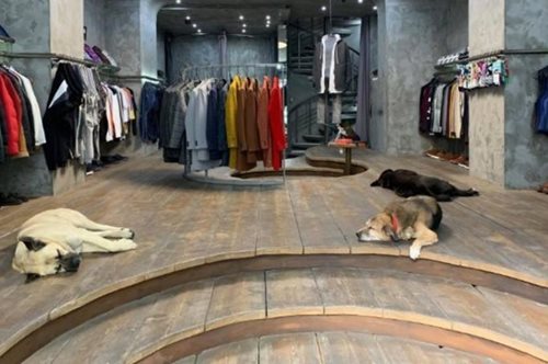 «Δεν υπάρχει περιστατικό κακοποίησης αδέσποτου σκύλου στη Θεσσαλονίκη»: Γιατί είναι πόλη-πρότυπο