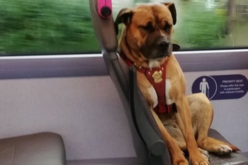 Η μελαγχολική σκυλίτσα που πήρε μόνη της το λεωφορείο. Όλοι θέλουν να την υιοθετήσουν