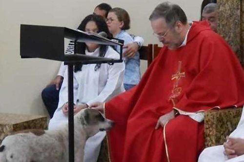 Ο ιερέας της αγάπης: Αδέσποτοι σκύλοι βρίσκουν καταφύγιο στην εκκλησία του