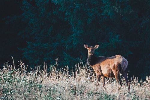 Το κόκκινο ελάφι της Πάρνηθας και οι κίνδυνοι που απειλούν την ξεχωριστή ζωή του 