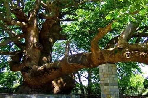 828 έτη ζωής: Τέσσερα πλατάνια της Θεσσαλονίκης γίνονται διατηρητέα μνημεία της φύσης