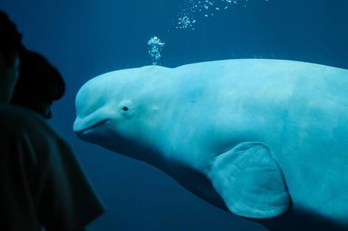 Το τέλος ενός οικολογικού σκανδάλου. Ελεύθερες και οι τελευταίες φάλαινες μπελούγκα