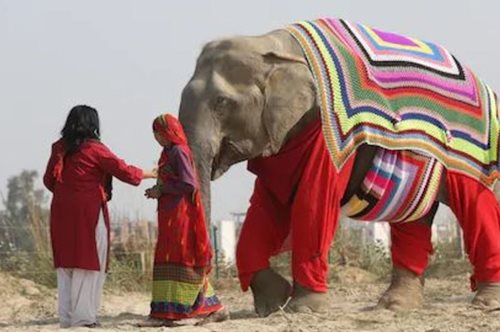 Όταν μια ομάδα χωρικών έπλεξε πουλόβερ για να κρατήσει ζεστούς τους ελέφαντες ενός καταφυγίου