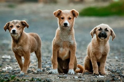Αυτά είναι νέα: 50% μείωση στους λογαριασμούς νερού σε όποιον υιοθετήσει αδέσποτο στην Άμφισσα