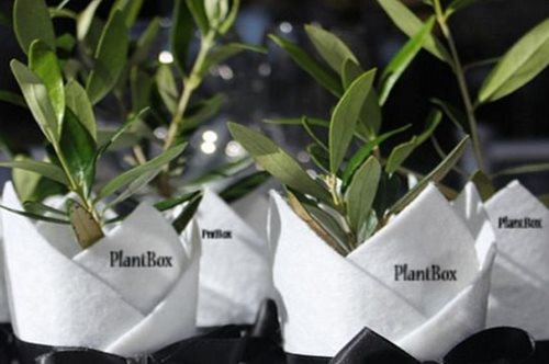 Ένας νέος αγρότης από την Κορινθία στέλνει ελαιόδεντρα-μπονσάι σε όλο τον πλανήτη 