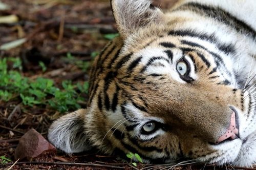 «Ιστορική επιτυχία»: Ο πληθυσμός της τίγρης της Βεγγάλης αυξήθηκε κατά 33% τα τελευταία χρόνια