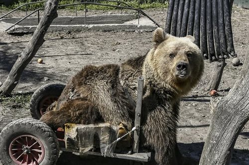 Πέθανε ο Ούσκο του Αρκτούρου, η πρώτη αρκούδα στον κόσμο σε αναπηρικό αμαξίδιο. Ήταν σύμβολο θέλησης