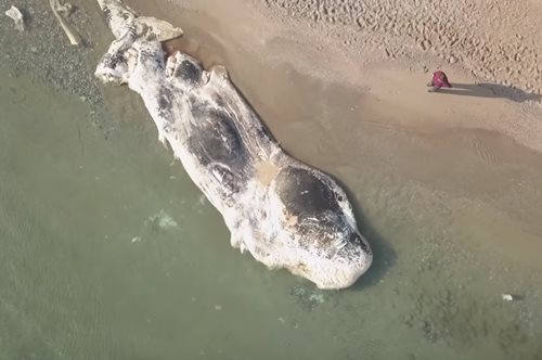 Νεκρή φάλαινα που ξεβράστηκε στην Κερατέα είχε στο στομάχι της όλα τα απόβλητα του «πολιτισμού» μας