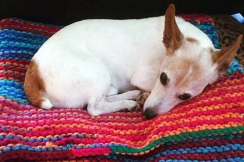 Είναι έμπνευση: Η 89χρονη που έχει πλέξει 450 κουβέρτες για τα αδέσποτα σκυλιά - και συνεχίζει