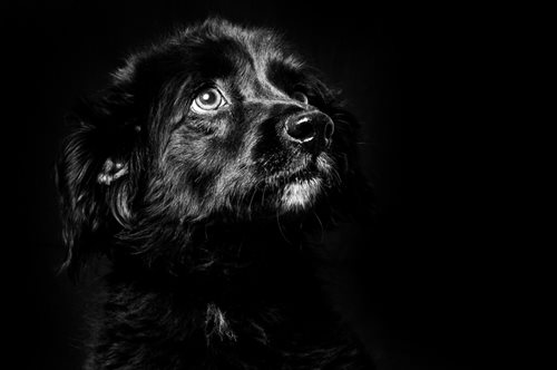 «Μέσα σε αυτά τα κλουβιά υπάρχουν μάτια, που θα πουν τις δικές τους ιστορίες»