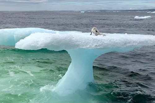 «Προσπαθούσαν να την αρπάξουν οι γλάροι»: Η απίστευτη διάσωση μιας αρκτικής αλεπούς από ψαράδες
