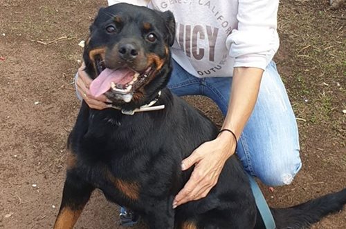 «Ο “δολοφόνος” έχει όνομα. Είναι η Βαλέρια»: Τι απέγινε το ροτβάιλερ των Γλυκών Νερών