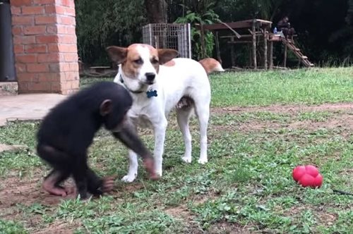 Μάθημα ζωής:Ετοιμοθάνατο κουταβάκι επανέρχεται στη ζωή με την φροντίδα μερικών τρυφερών χιμπατζήδων 