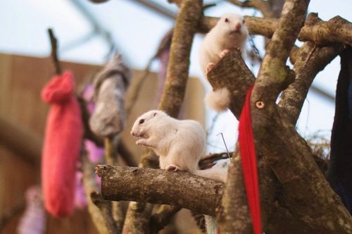 Η κίνηση που έγινε viral: Άτομα απ' όλο τον κόσμο στέλνουν κάλτσες για να ζεστάνουν μικρά chipmunks 