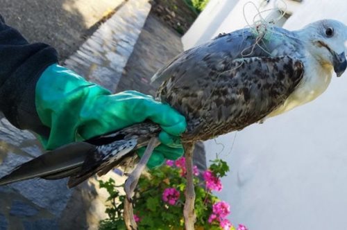 Απίστευτo γεγονός: Τραυματισμένος γλάρος πήγε μόνος του σε νοσοκομείο άγριων ζώων στην Πάρο