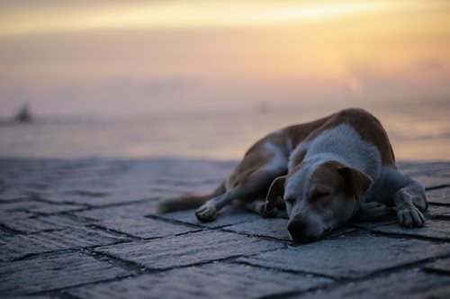 «Η Ελλάδα του Τσιτσιπά και η πρωταθλήτρια της φόλας»: Αγωνιώδης επιστολή φιλοζωικών στον Μητσοτάκη
