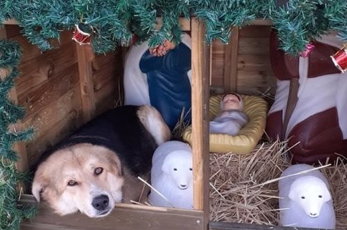 Το αληθινό νόημα των Χριστουγέννων: Αδέσποτος σκύλος βρήκε καταφύγιο σε φάτνη στον Ωρωπό