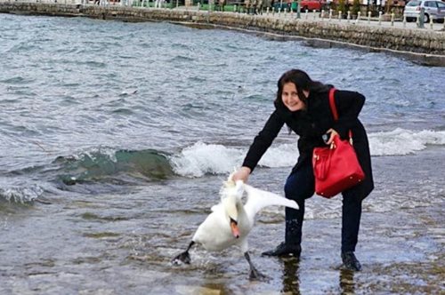 Βασάνισε μέχρι θανάτου κύκνο για να βγει τουριστο-seflie 