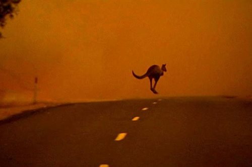 Ανατριχιάζει και αφυπνίζει: Η φωτογραφία με το απανθρακωμένο καγκουρό κάνει το γύρο του ίντερνετ 