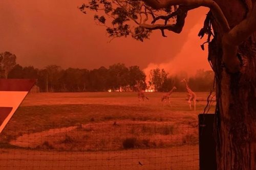 Αυστραλία: Διευθυντής ζωολογικού κήπου έσωσε όλα τα ζώα από τη φωτιά παίρνοντάς τα σπίτι του