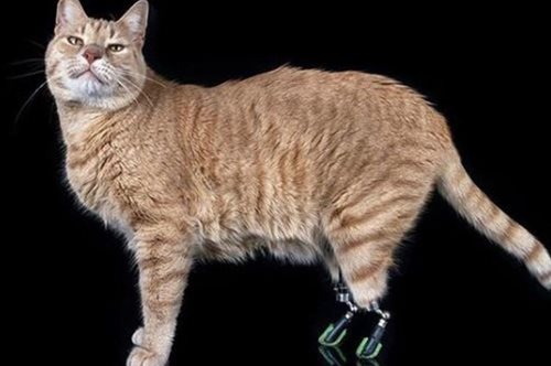 Πανέμορφη γάτα που έχει χάσει τα πίσω ποδαράκια της γίνεται σούπερ σταρ στο ίνσταγκραμ 