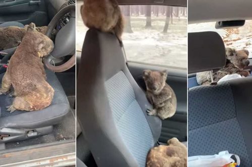 Viral ευαισθησία: Δύο έφηβοι στην Αυστραλία γέμισαν ένα αυτοκίνητο με κοάλα και τα έσωσαν