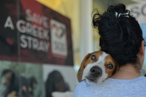 164 αδέσποτα στειρώθηκαν, 2.448 μαθητές εκπαιδεύτηκαν: Ένας άθλος φιλοζωίας στην Τρίπολη