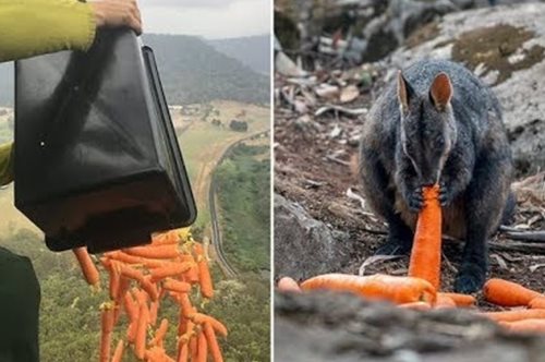 Φιλοζωική βοήθεια: Αεροπλάνα πετούν χιλιάδες κιλά λαχανικών στα ζώα σε πυρόπληκτες περιοχές