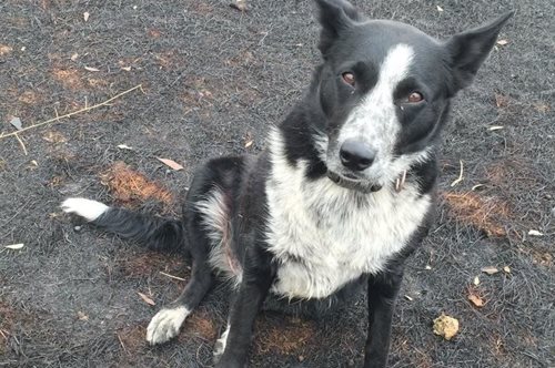 Τετράποδος ήρωας: Το θαρραλέο τσοπανόσκυλο που έσωσε 900 πρόβατα από τις φωτιές της Αυστραλίας