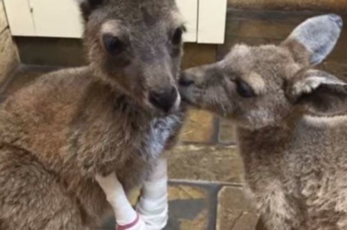 Ορφανό καγκουρό δεν σταματάει να αγκαλιάζει το αδελφάκι του που σώθηκε από τη φωτιά