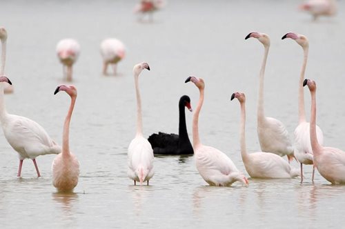 Δεν είχαν ξαναδεί αυτή την εικόνα: Ένας μαύρος κύκνος ανάμεσα στα ροζ φλαμίνγκο στη Λάρνακα