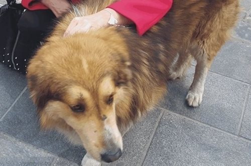 «Ένα ελεεινό υποκείμενο τον κλώτσησε με μανία»: Ξυλοκόπησαν τον σκύλο μασκότ των Λαδάδικων