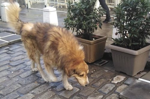 Έκανε βόλτες με τη φίλη του Λούσι στην περιοχή. Ο κακοποιημένος Σόλων επέστρεψε στα Λαδάδικα