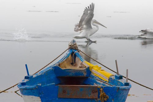 Γιορτή ζωής και χρωμάτων: Έλληνας φωτογράφος απαθανατίζει το Δέλτα Αξιού σε υπέροχες εικόνες