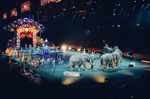 Η Δανία υιοθετεί τους τελευταίους ελέφαντες από τσίρκο για τη γαλήνια «συνταξιοδότησή» τους