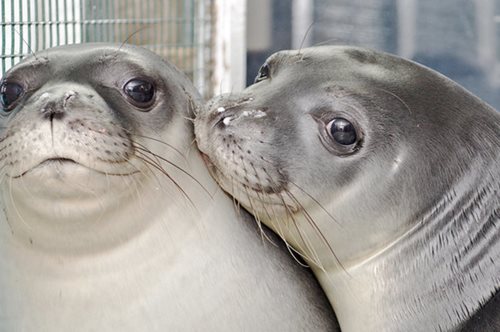 Η Λένα και η Νικόλ, οι ορφανές, μεσογειακές φώκιες της Αργολίδας και της Εύβοιας αφέθηκαν ελεύθερες