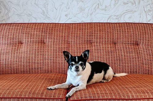 Σε αυτό το ξενοδοχείο μπορείτε να υιοθετήσετε ένα σκυλάκι κατά τη διαμονή σας