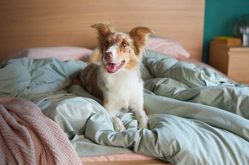 «Η Κάρμα, το σκυλάκι από τη διαφήμιση της ΙΚΕΑ, θέλει τη βοήθειά σας»