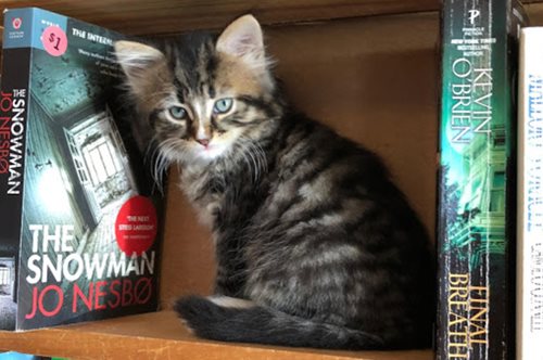 Βιβλιοπωλείο στον Καναδά φιλοξενεί αδέσποτα γατάκια που δίνονται για υιοθεσία 