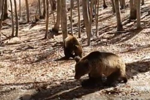 Καστοριά: Κυνηγός δολοφόνησε μητέρα αρκούδα και τα δύο αρκουδάκια της