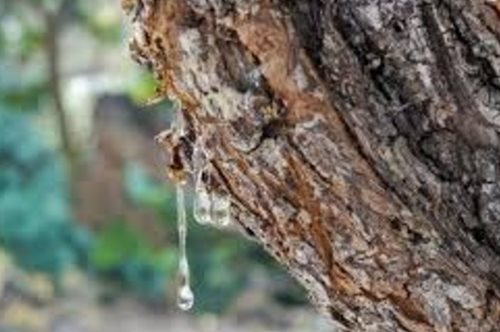 Γίνετε ανάδοχος γονιός ενός μαστιχόδεντρου της Χίου και στηρίξτε την παραδοσιακή τους καλλιέργεια  