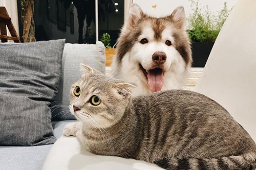 Μεταδίδεται ο κορονοϊός στα pet μας; Η απάντηση του κτηνιατρικού συλλόγου 