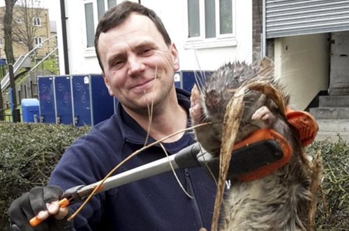 Ήταν ο ενός μέτρου αρουραίος του Λονδίνου απλώς ένα οπτικό τρικ;