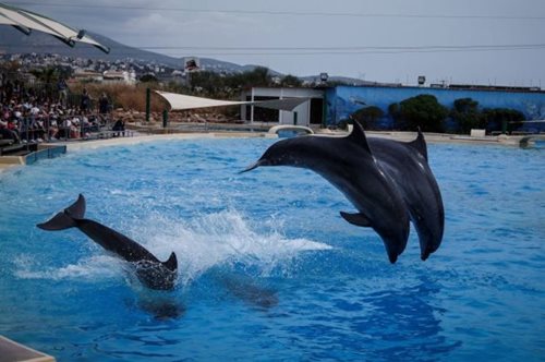 Ανακλήθηκε η άδεια λειτουργίας του δελφιναρίου μέσα στο Αττικό Ζωολογικό Πάρκο 