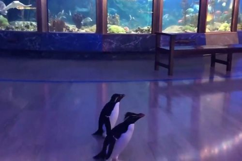 To ευχάριστο του κορονοϊού: Eνυδρείο στο Σικάγο έκλεισε και άφησε ελεύθερους τους πιγκουίνους