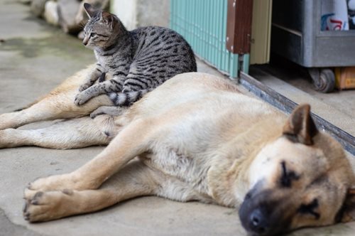 «Κομμάτι του αστικού μας πολιτισμού»: Έκκληση για φροντίδα των αδέσποτων ζώων της πόλης